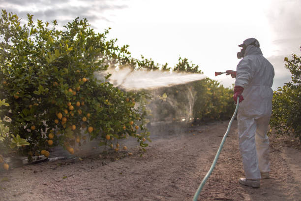Best Insect Control  in Powell, AL