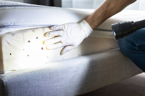 Best Termite Control Services  in Powell, AL