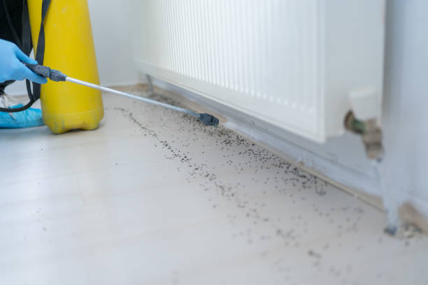 Best Pest Control for Homes  in Powell, AL