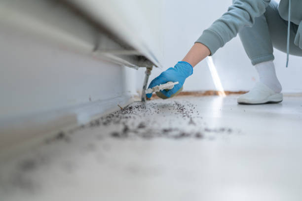 Best Pest Prevention Services  in Powell, AL